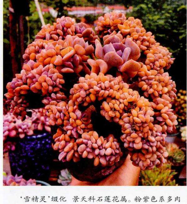 多肉植物怎么养护的4个基础方法 图片