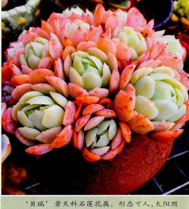 多肉植物怎么养护的4个基础方法 图片