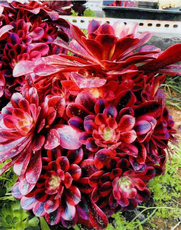 多肉植物怎么养护的4个基础方法 图片