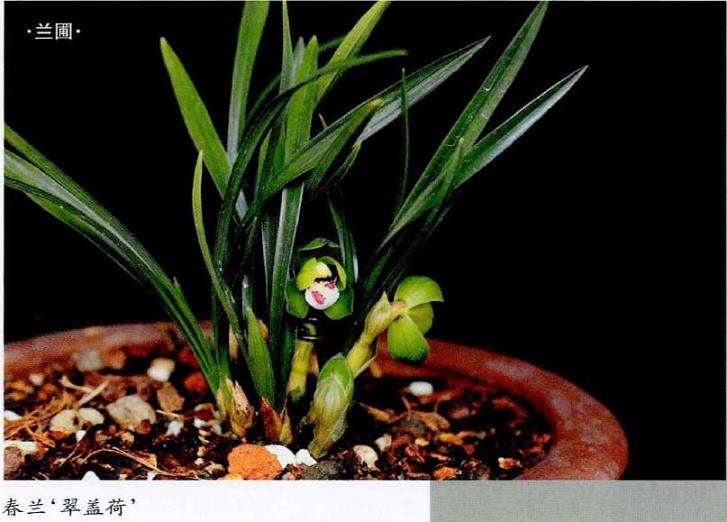 兰花春季芽期怎么管理的5个步骤 图片