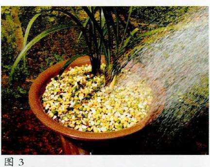 兰花春季芽期怎么管理的5个步骤 图片