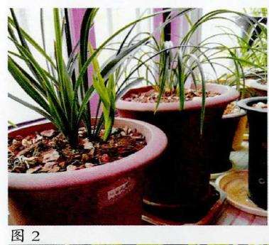 兰花春季芽期怎么管理的5个步骤 图片