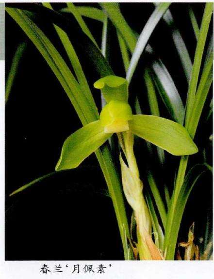 兰花春季芽期怎么管理的5个步骤 图片