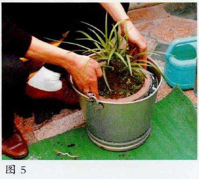 兰花春季芽期怎么管理的5个步骤 图片