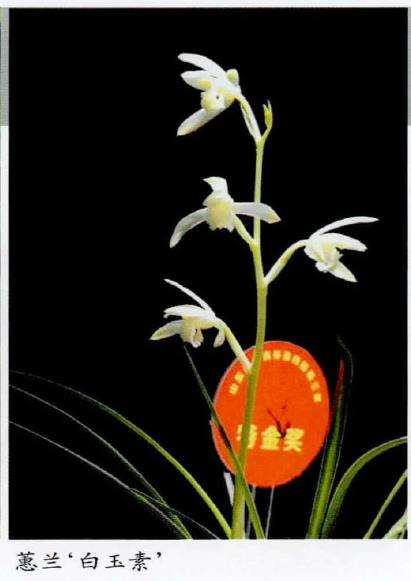 兰花春季芽期怎么管理的5个步骤 图片