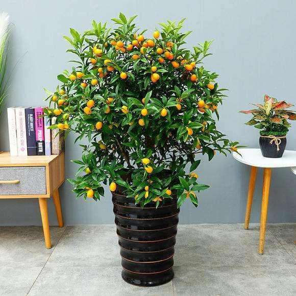 金橘盆景怎么修剪和病虫害防治 图片