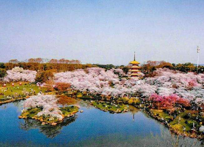 世界三大樱花园之一的武汉东湖磨山景区