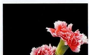 康乃馨基因密码破解 定向育种成为现实