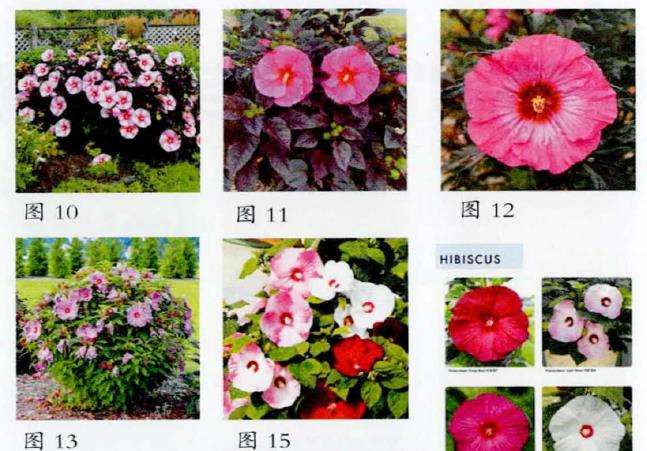 芙蓉葵怎么育种的5个现状 图片