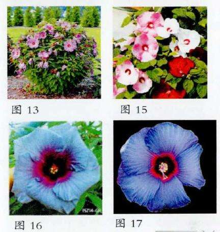芙蓉葵怎么育种的5个现状 图片