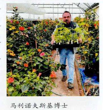 芙蓉葵在花园的3个应用 图片