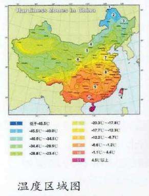 芙蓉葵在花园的3个应用 图片