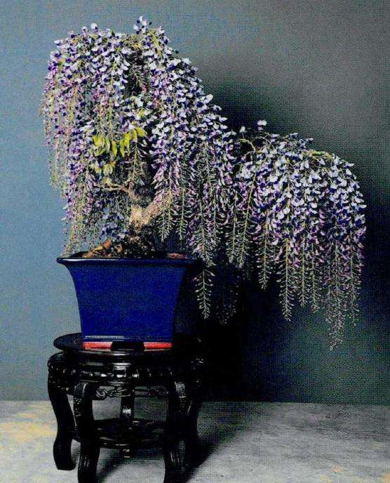 紫藤的花期和5个养护方法 图片