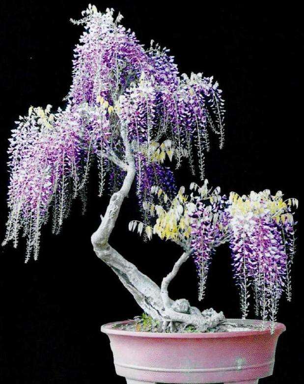紫藤的花期和5个养护方法 图片