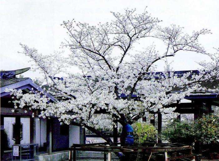 染井吉野樱的来源和樱花外交 图片