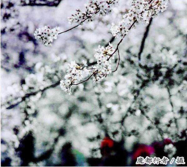 染井吉野樱的来源和樱花外交 图片