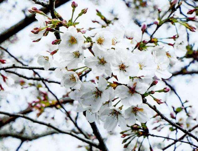 染井吉野樱的来源和樱花外交 图片