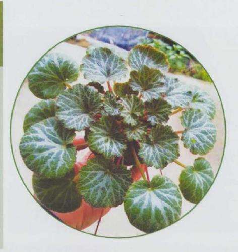 5个以虎字命名的花卉植物 图片