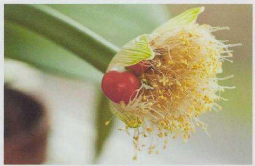 5个以虎字命名的花卉植物 图片