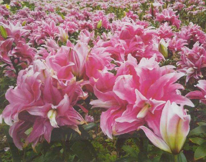 为什么百合会烧叶和发黄的3个原因