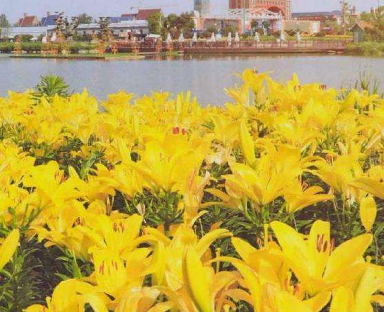 百合花怎么栽培管理的4个步骤