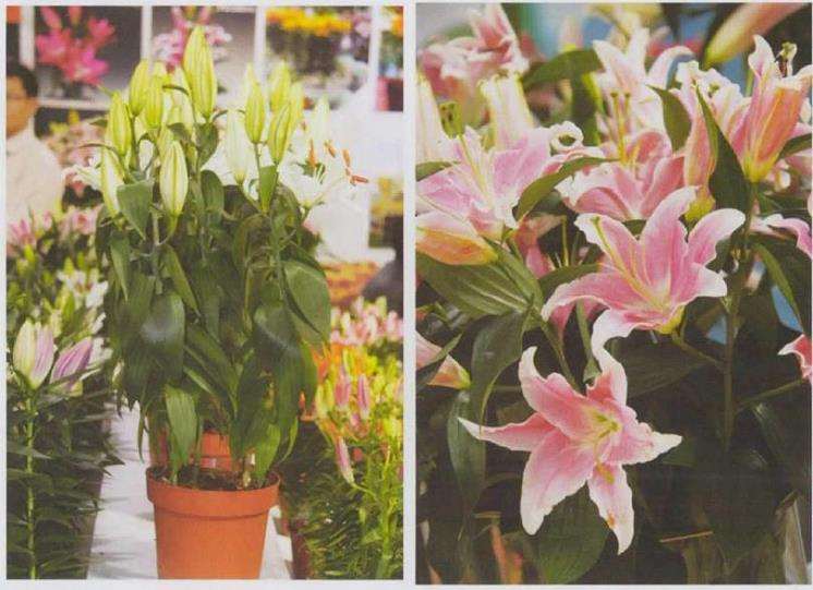 百合花怎么栽培管理的4个步骤