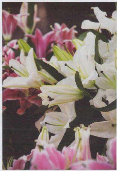 百合花怎么栽培管理的4个步骤