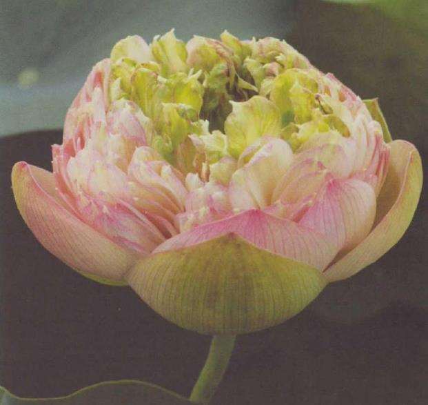 不一样的荷花 艺莲苑荷花新品种 四 图片