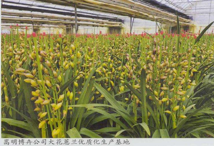 2022 传统花卉品种的3大趋势 图片