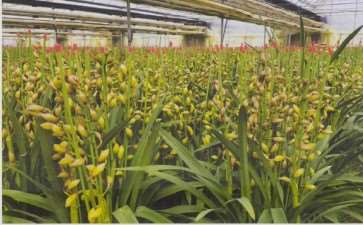 2022 传统花卉品种的3大趋势 图片