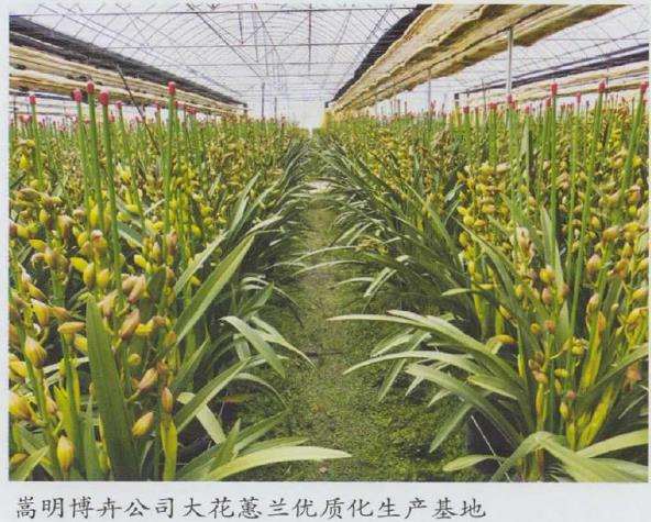 2022年 兰花直播带货如雨后春笋