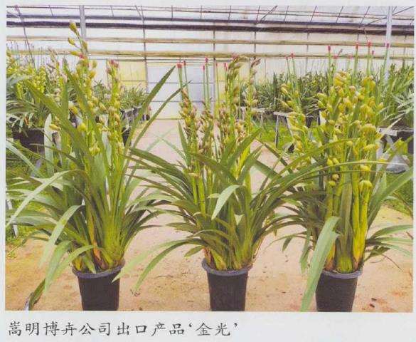 2021年A级大花蕙兰切花25元一30元
