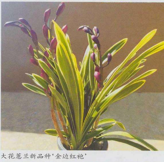 2021年A级大花蕙兰切花25元一30元