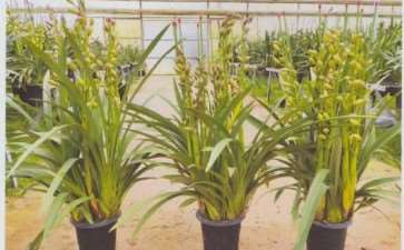 2021年A级大花蕙兰切花25元一30元