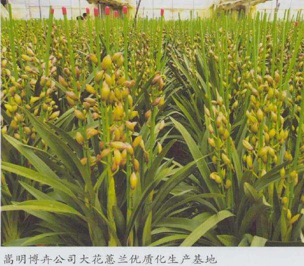 2021 大花蕙兰产量下降有3个原因