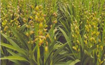 2021 大花蕙兰产量下降有3个原因