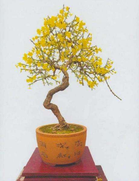 他家中有两盆迎春花盆景