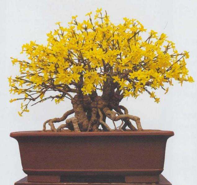 他家中有两盆迎春花盆景