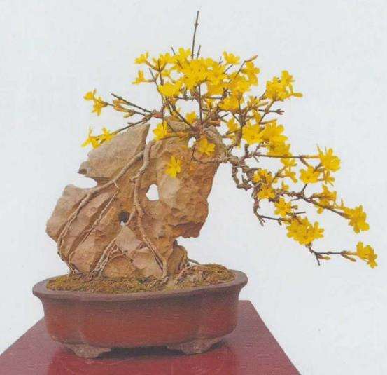 他家中有两盆迎春花盆景