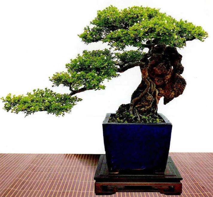 韩学年怎么制作附石盆景的经验分享 图片