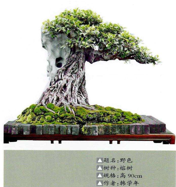 韩学年怎么制作附石盆景的经验分享 图片