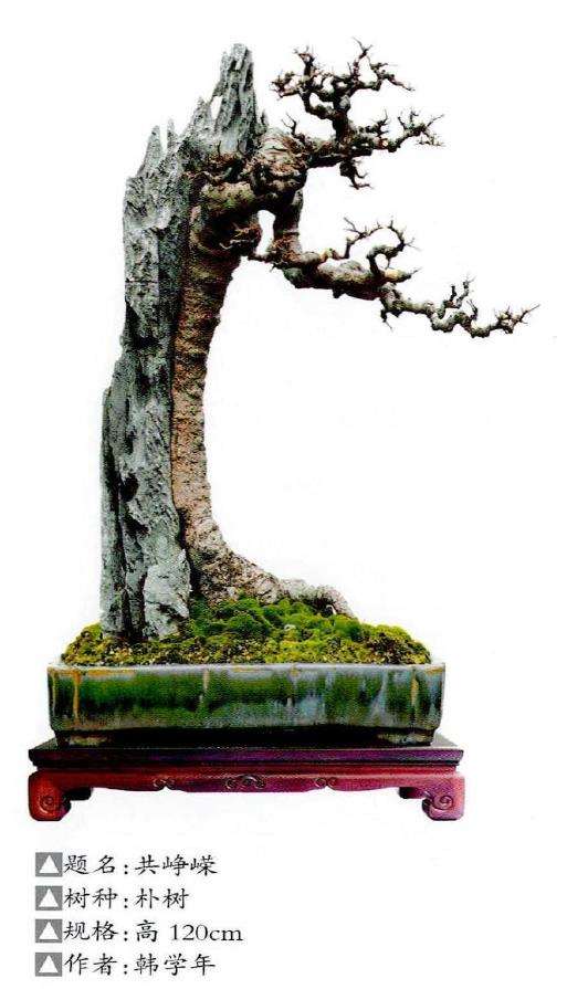 韩学年怎么制作附石盆景的经验分享 图片