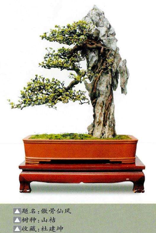 岭南附石盆景怎么栽培制作的3个过程