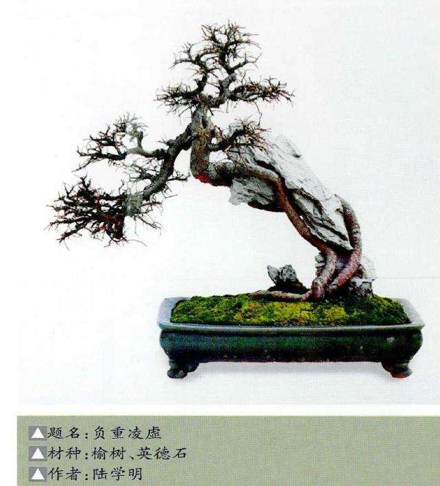 岭南附石盆景怎么栽培制作的3个过程