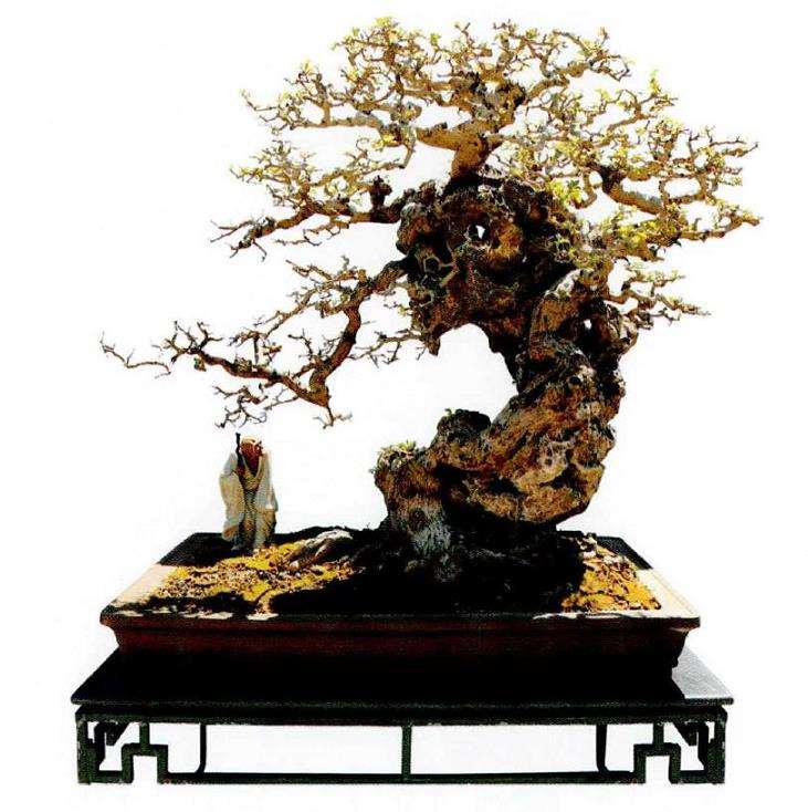 岭南附石盆景大致可分为以下4类 图片