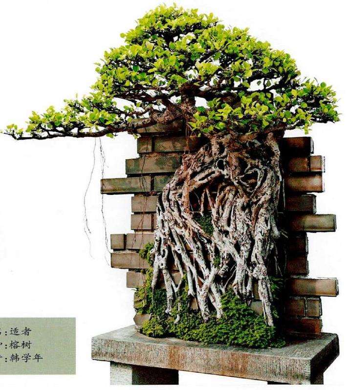 岭南附石盆景大致可分为以下4类 图片