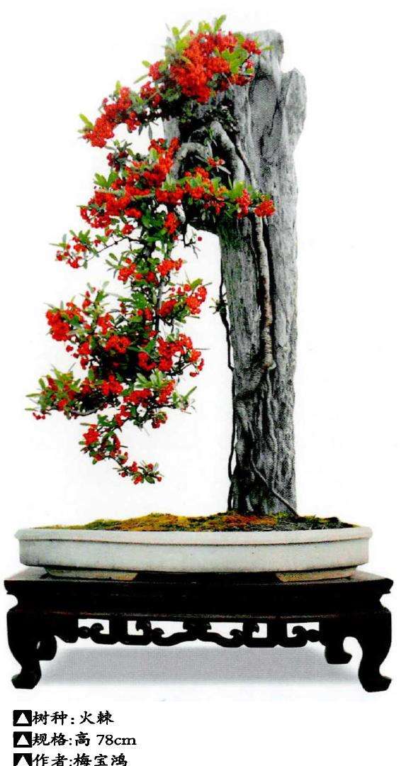 岭南附石盆景的起源和发展 图片