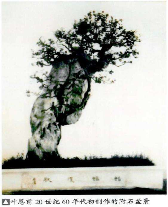 岭南附石盆景的起源和发展 图片