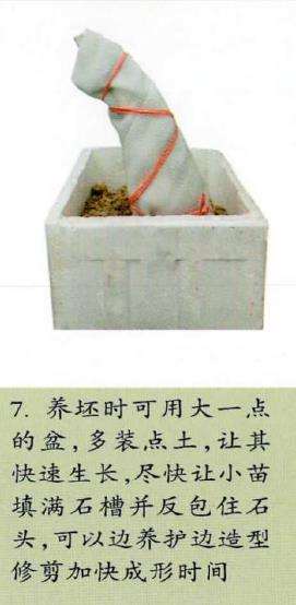 图解 附干盆景怎么制作思考的9个步骤