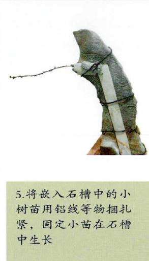 图解 附干盆景怎么制作思考的9个步骤